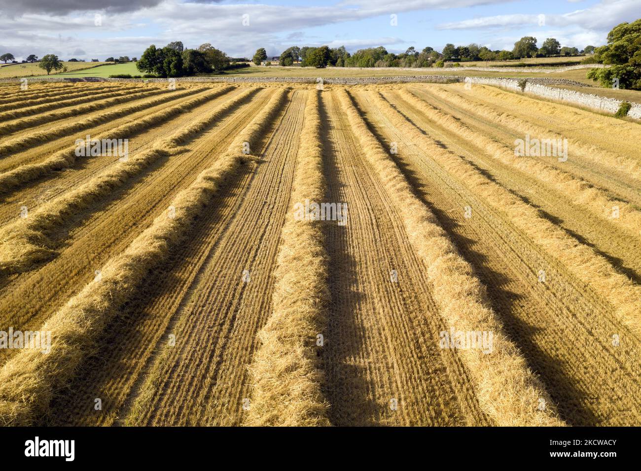 Harvested Cereal Crop ready to Bail, Northern England, UK Stock Photo