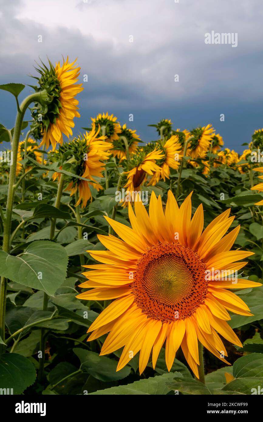 Close-up view of sunflowers under a leaden sky that threatens rain Stock Photo