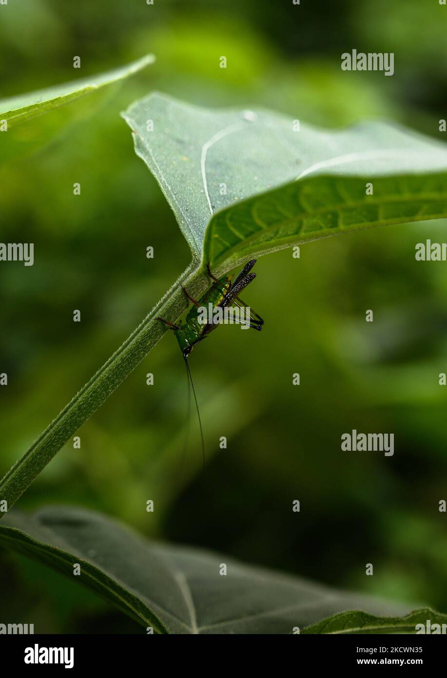 A female black-kneed conehead or black-kneed meadow katydid ...