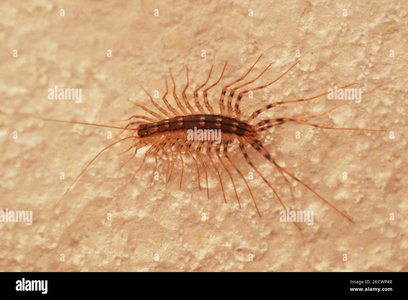 Stippled ceiling hires stock photography and images Alamy