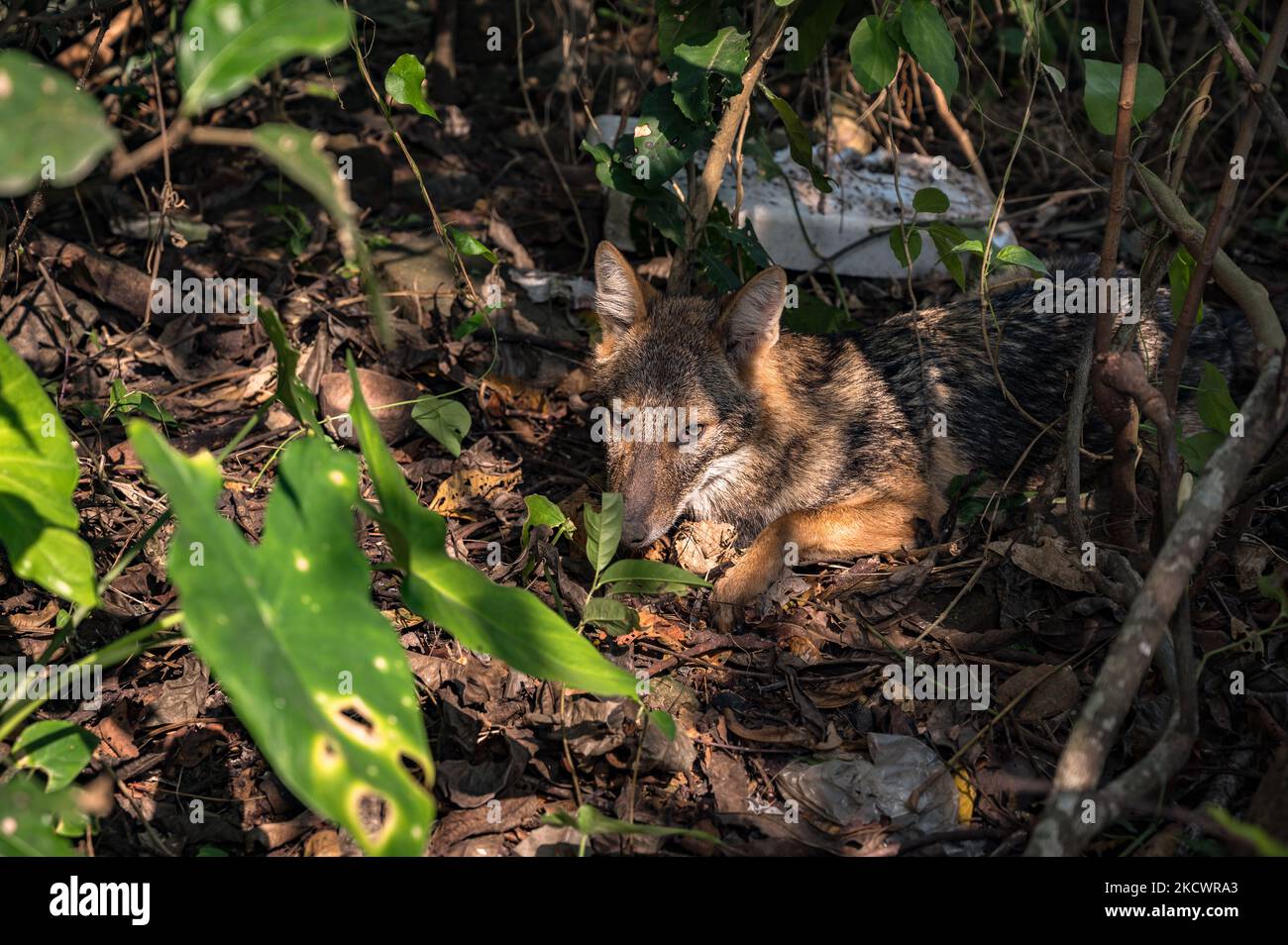 State animal of west bengal hi-res stock photography and images - Alamy