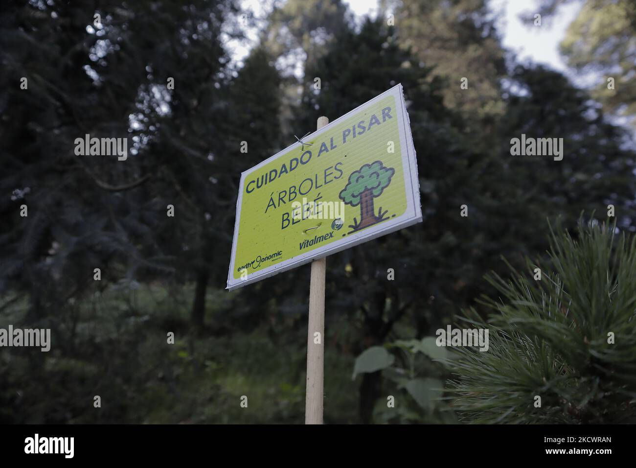 A warning sign to avoid stepping on small Christmas trees in the Poza del Indio area, located at kilometer 12.5 of the Picacho-Ajusco Highway, in the Tlalpan district, during the health emergency by COVID-19 and the green epidemiological traffic light in Mexico City. (Photo by Gerardo Vieyra/NurPhoto) Stock Photo