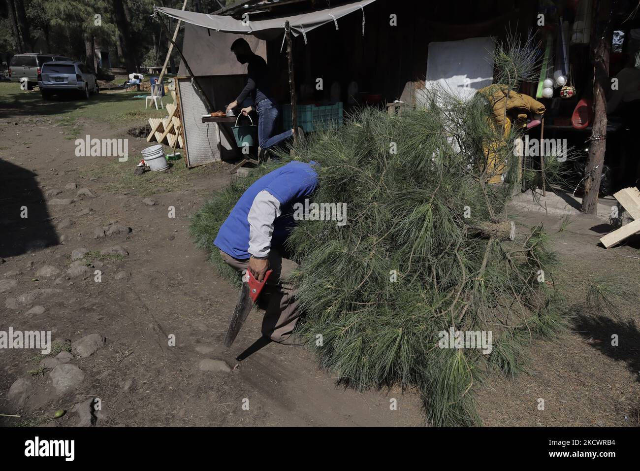 A worker transports a Christmas tree for sale in the Poza del Indio