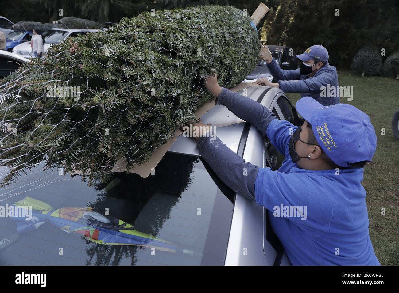 A worker climbs a Christmas tree to the awning of a car in the Poza del