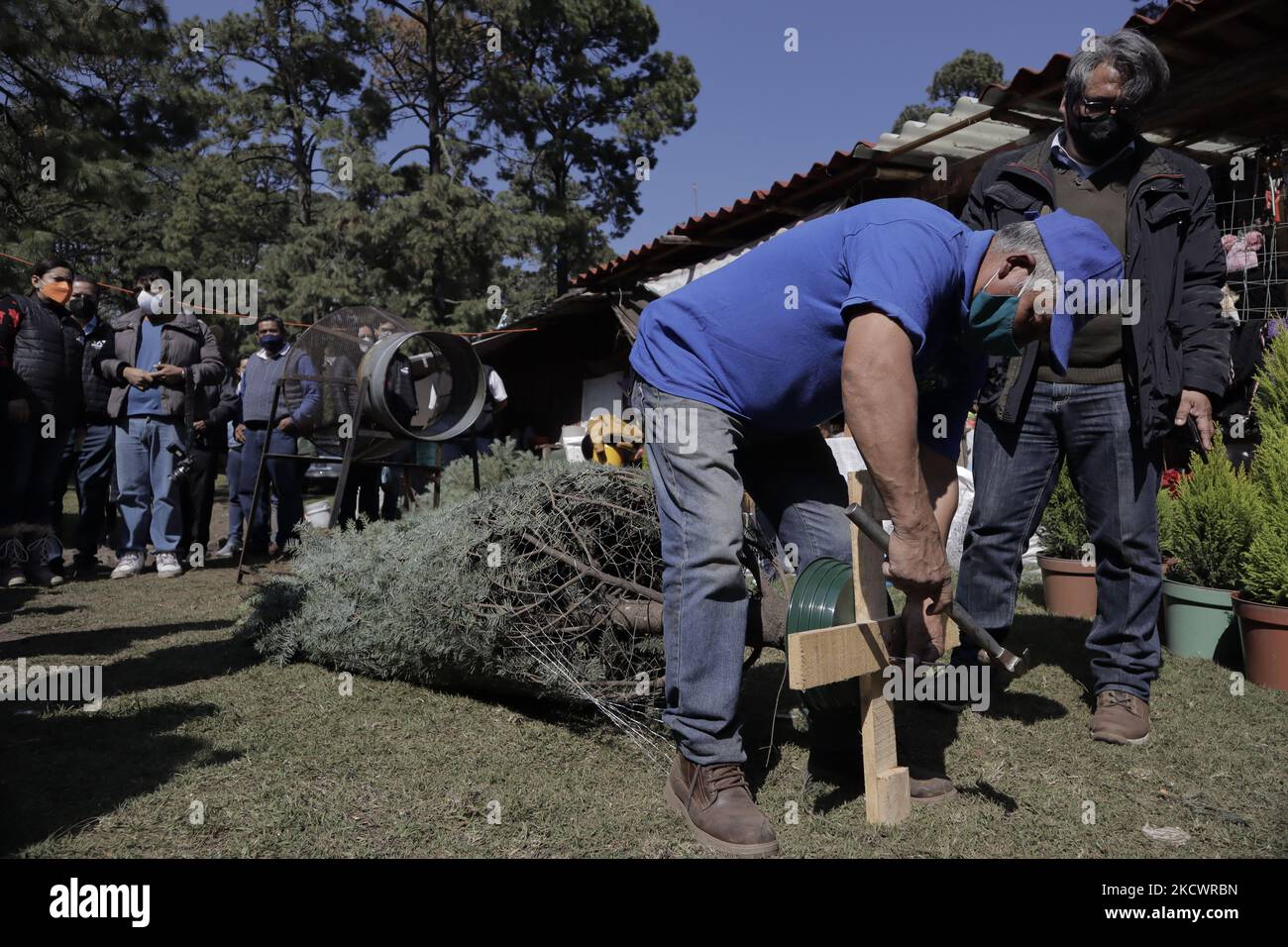 A worker places a base on a Christmas tree for sale in the Poza del