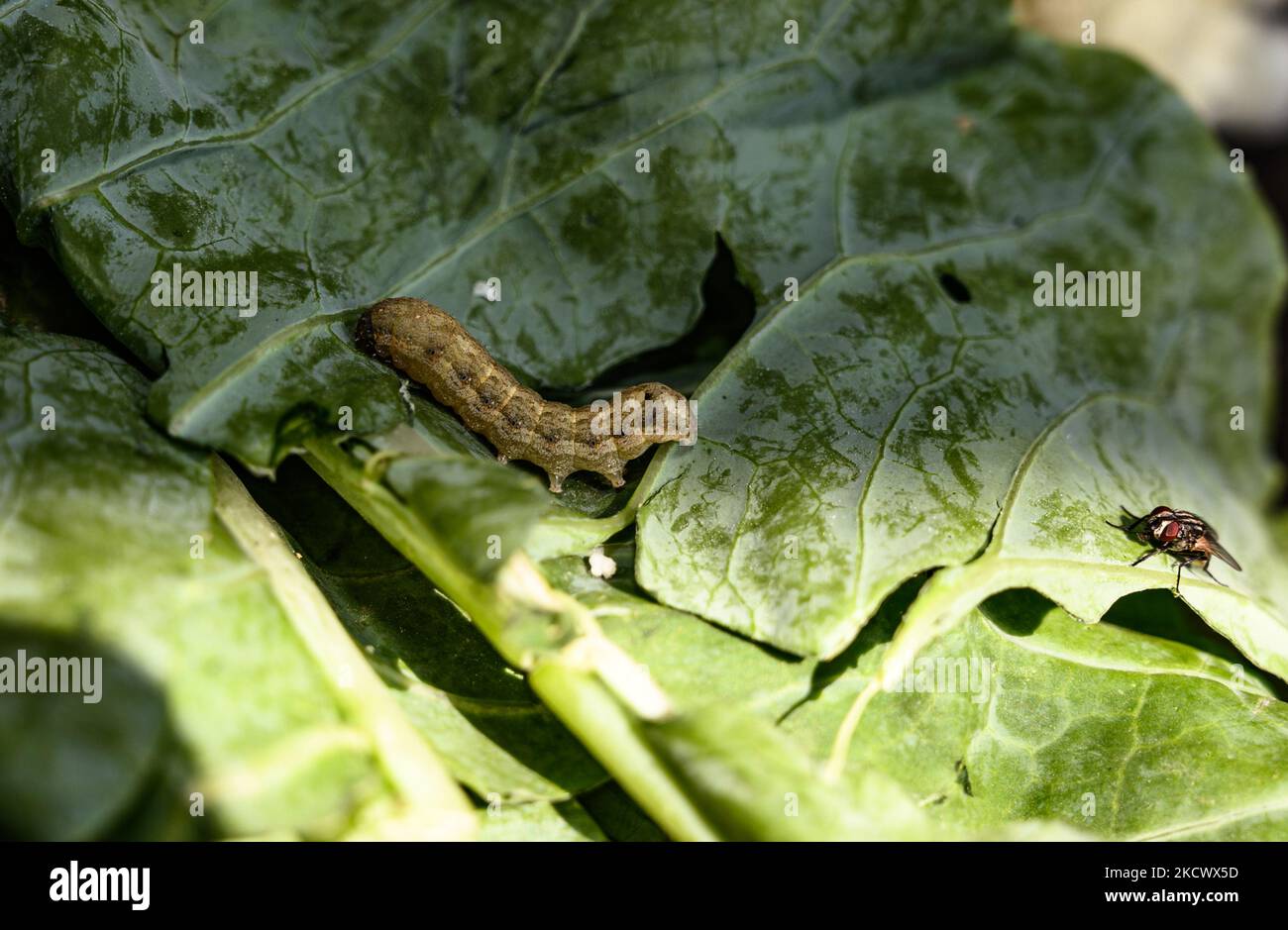 tobacco caterpillar in cotton Discover how to identify and control Spodoptera litura infestation Tobacco Caterpillar Control in Cabbage