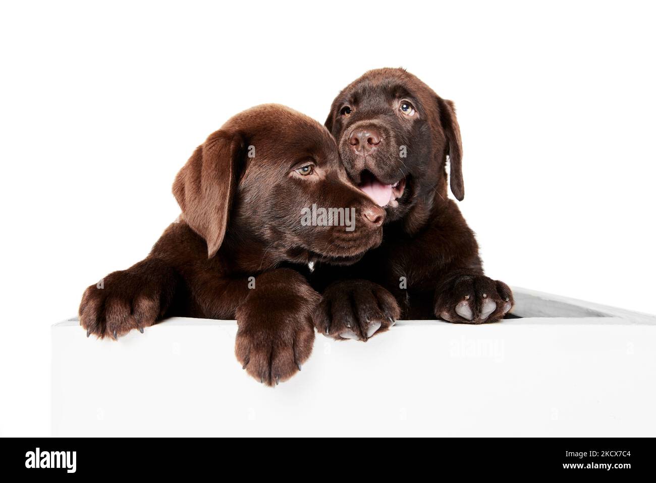 Portrait of two cute dogs, Labrador puppies playing together isolated ...