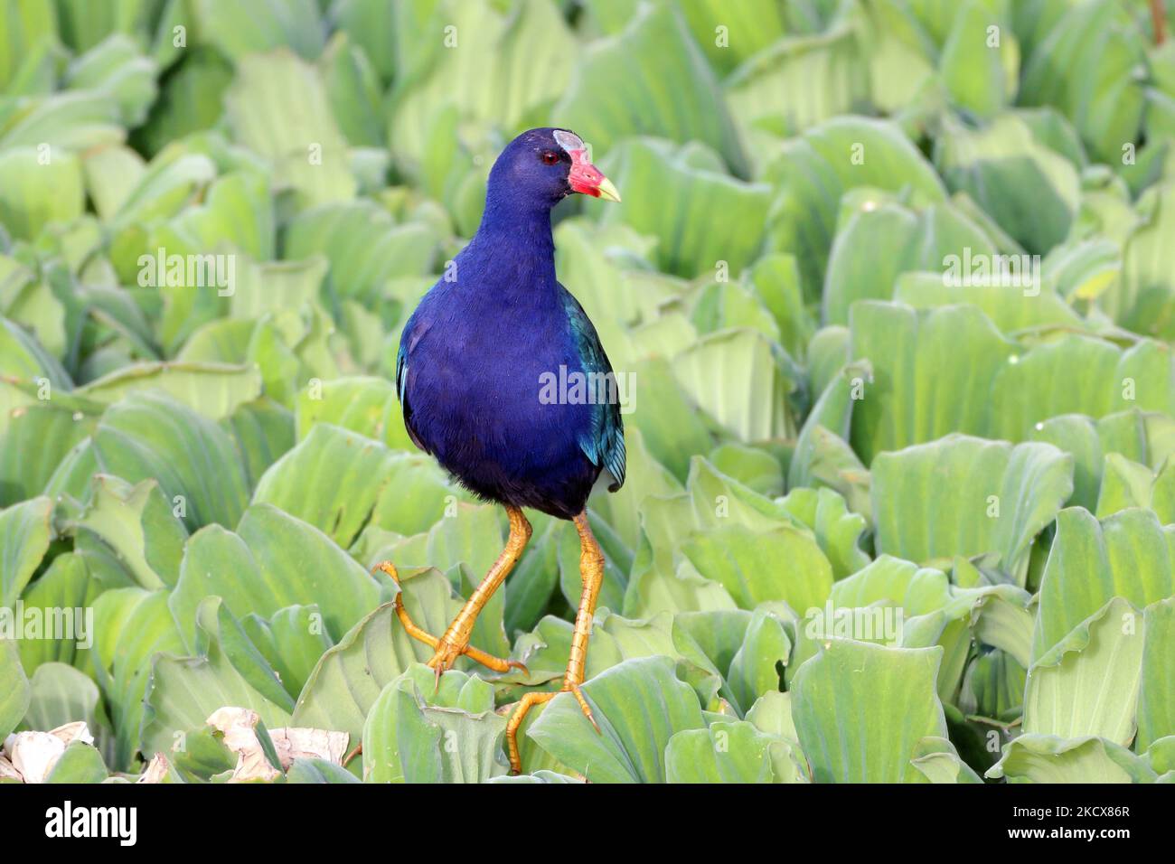 Purple Gallinule (Porphyrio martinica) walking among the aquatic vegetation. water bird Stock Photo
