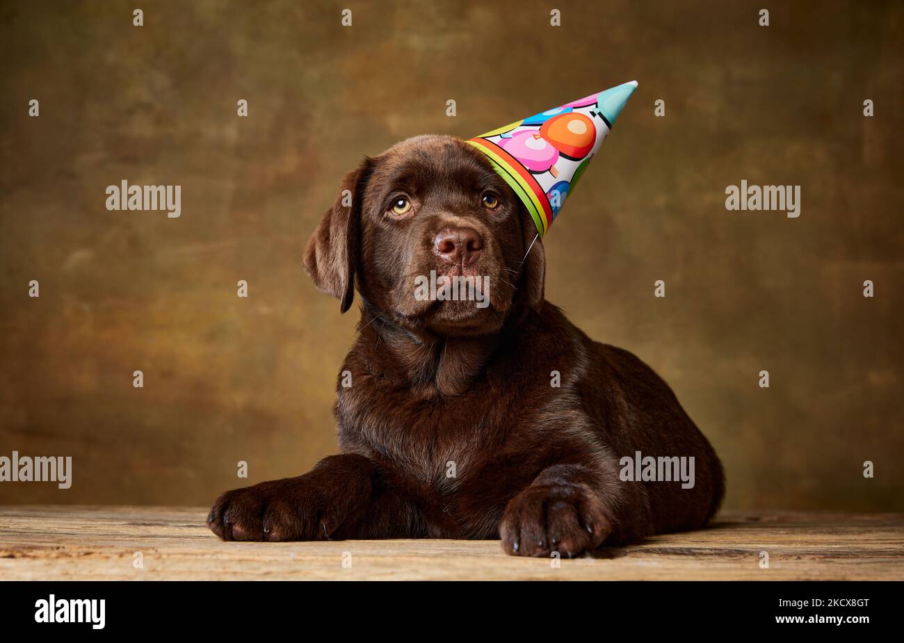 Portrait of cute dog, Labrador puppy posing in birthday cap isolated ...