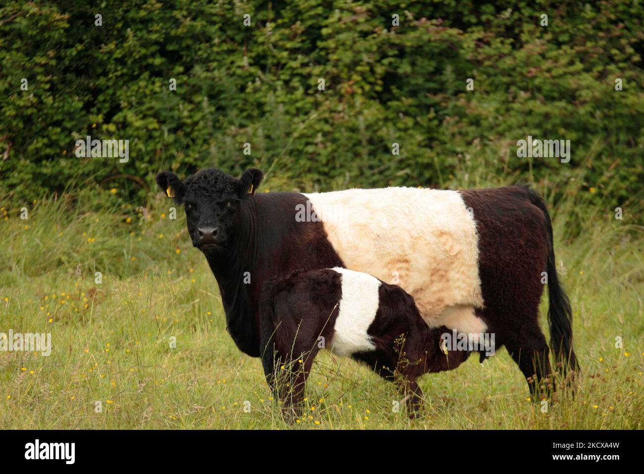 Belted Galloway cattle Stock Photo - Alamy