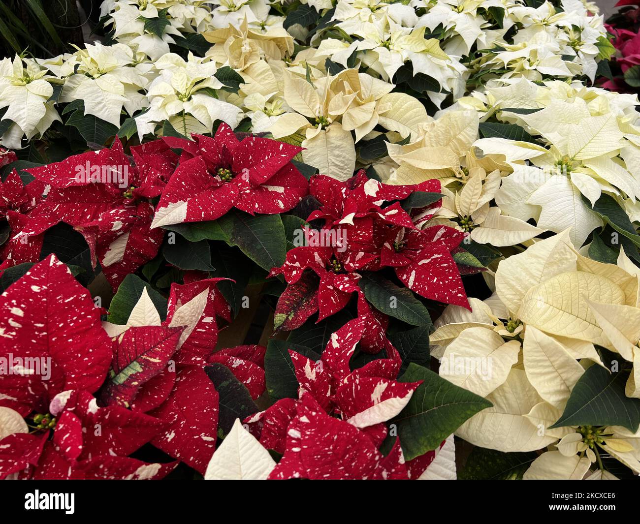 Poinsettia plants (Euphorbia pulcherrima) displayed at a greenhouse