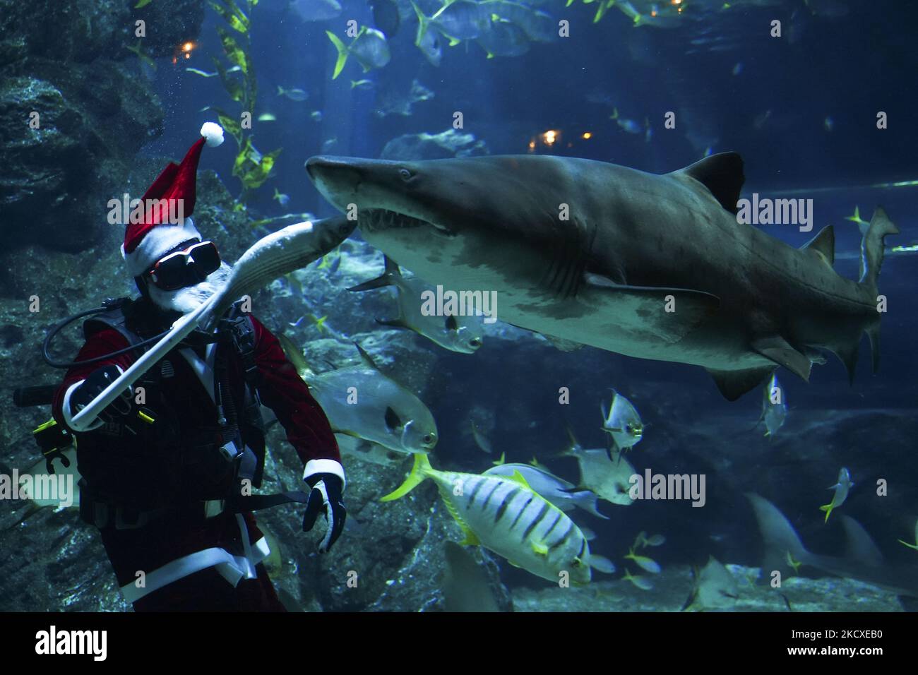 A diver wearing a Santa Claus costume feeds the sharks in a fish tank during an event held to celebrate of the upcoming Christmas holidays at Sea Life aquarium in Bangkok, Thailand, 08 December 2021. (Photo by Anusak Laowilas/NurPhoto) Stock Photo