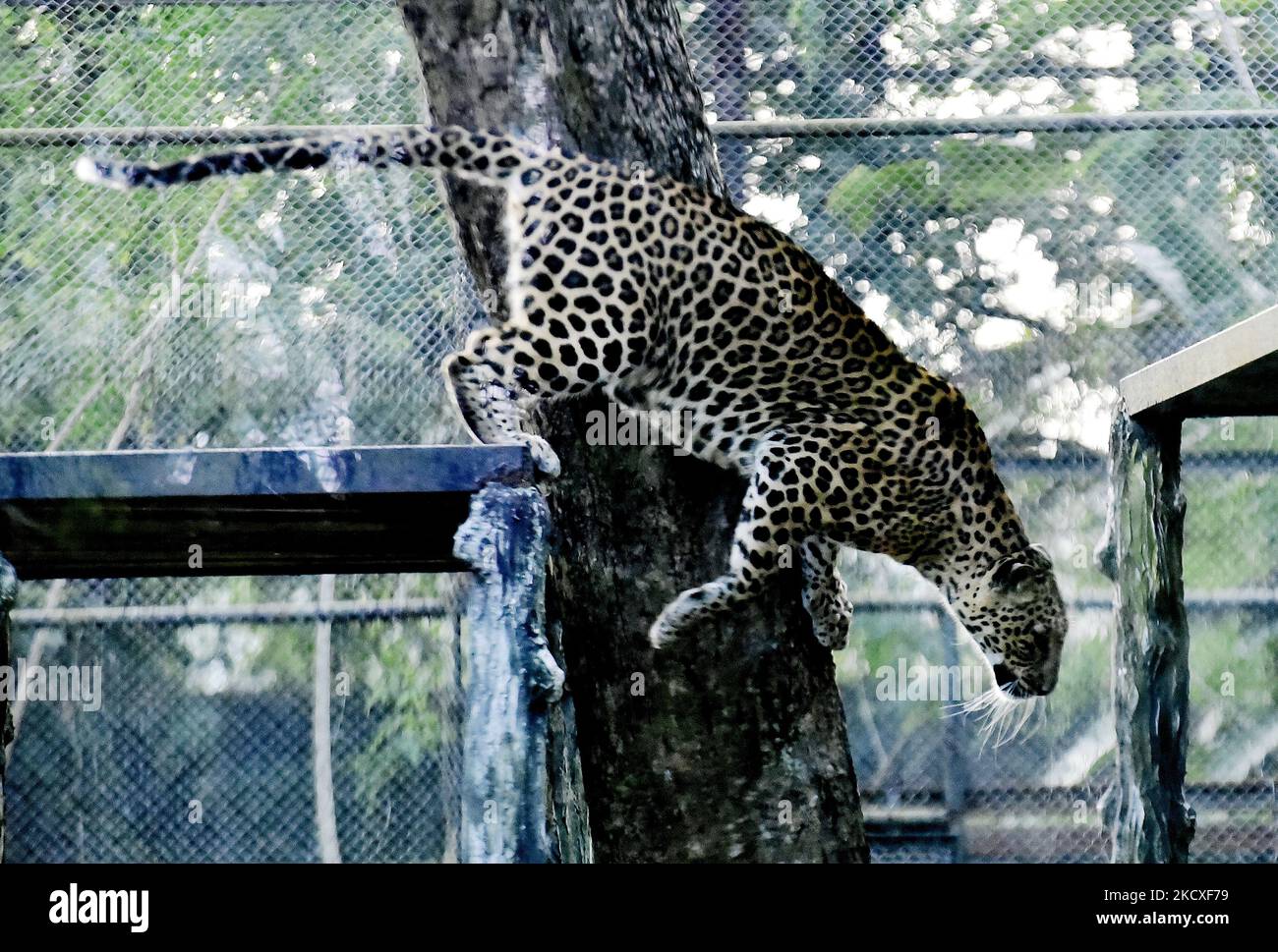 A Leopard can be seen in a zoo in Kolkata, India, 08 December, 2021. (Photo by Indranil Aditya/NurPhoto) Stock Photo