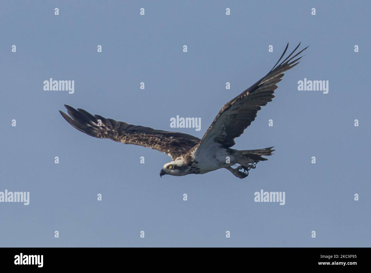 A western osprey (Pandion haliaetus) seen perches on a branch in Nusa ...