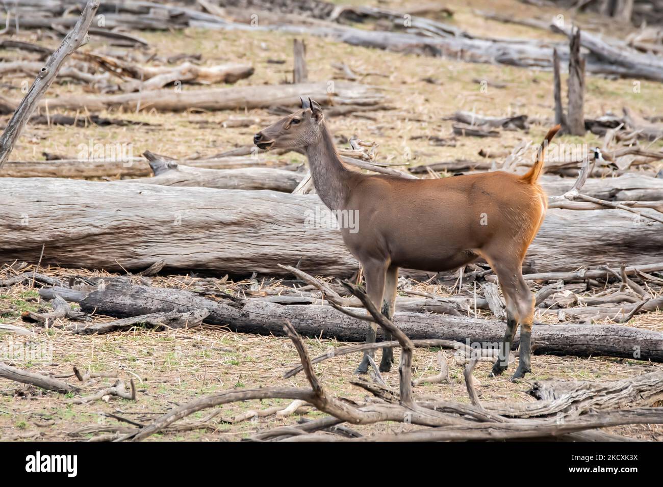 A sambar deer in attention looking for a predator inside Pench National Park  during a wildlife safari Stock Photo - Alamy