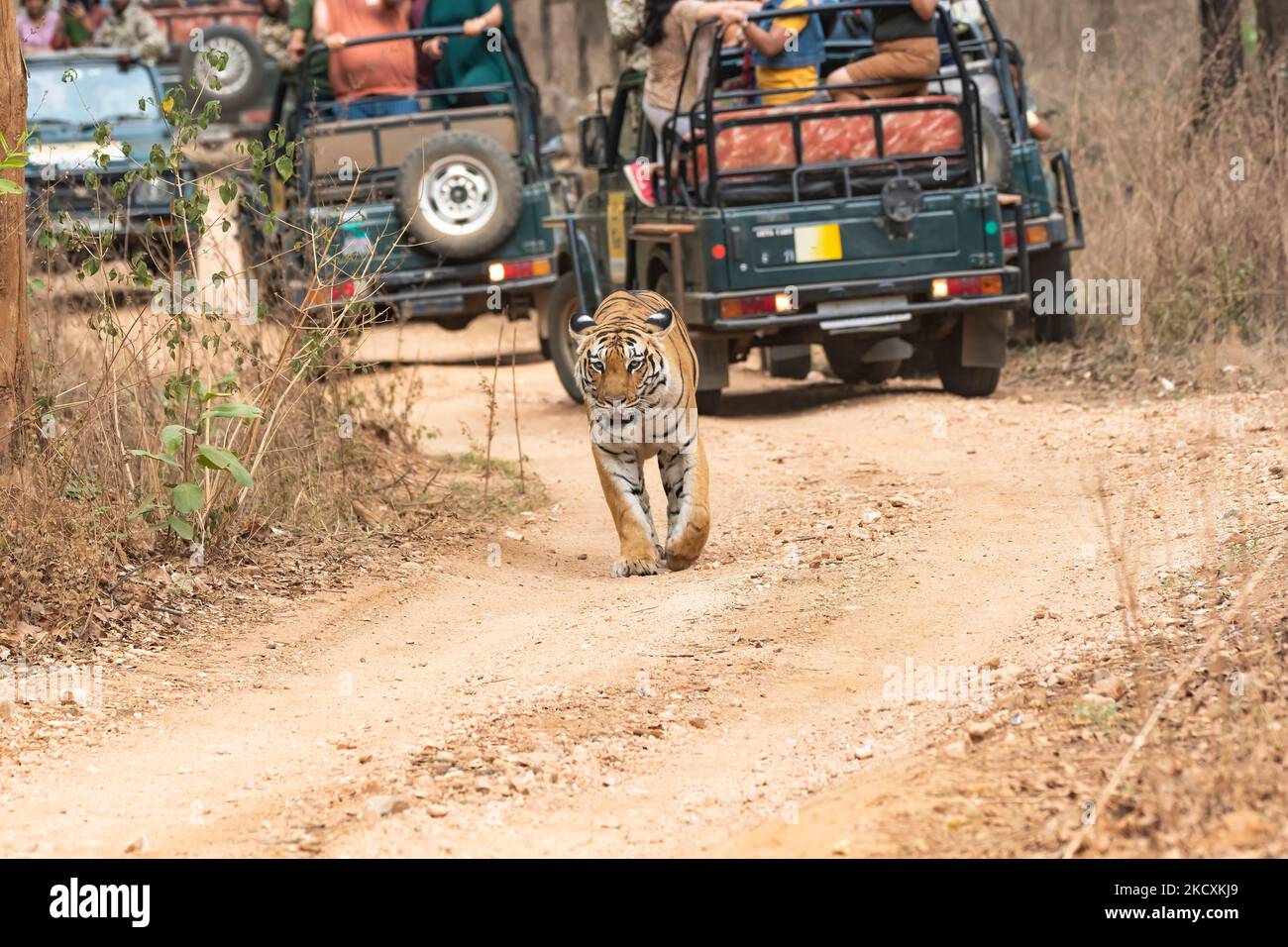 A tigress named Baras walking on a forest track with tourist vehicles behind it inside Pench National Park during a wildlife safari Stock Photo