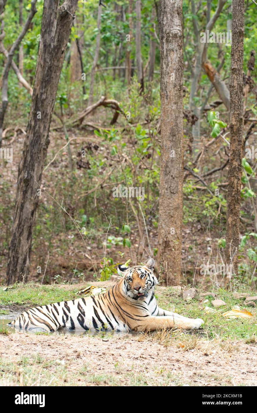 A female tigress walking inside her territory in Pench National Park during a wildlife safari Stock Photo