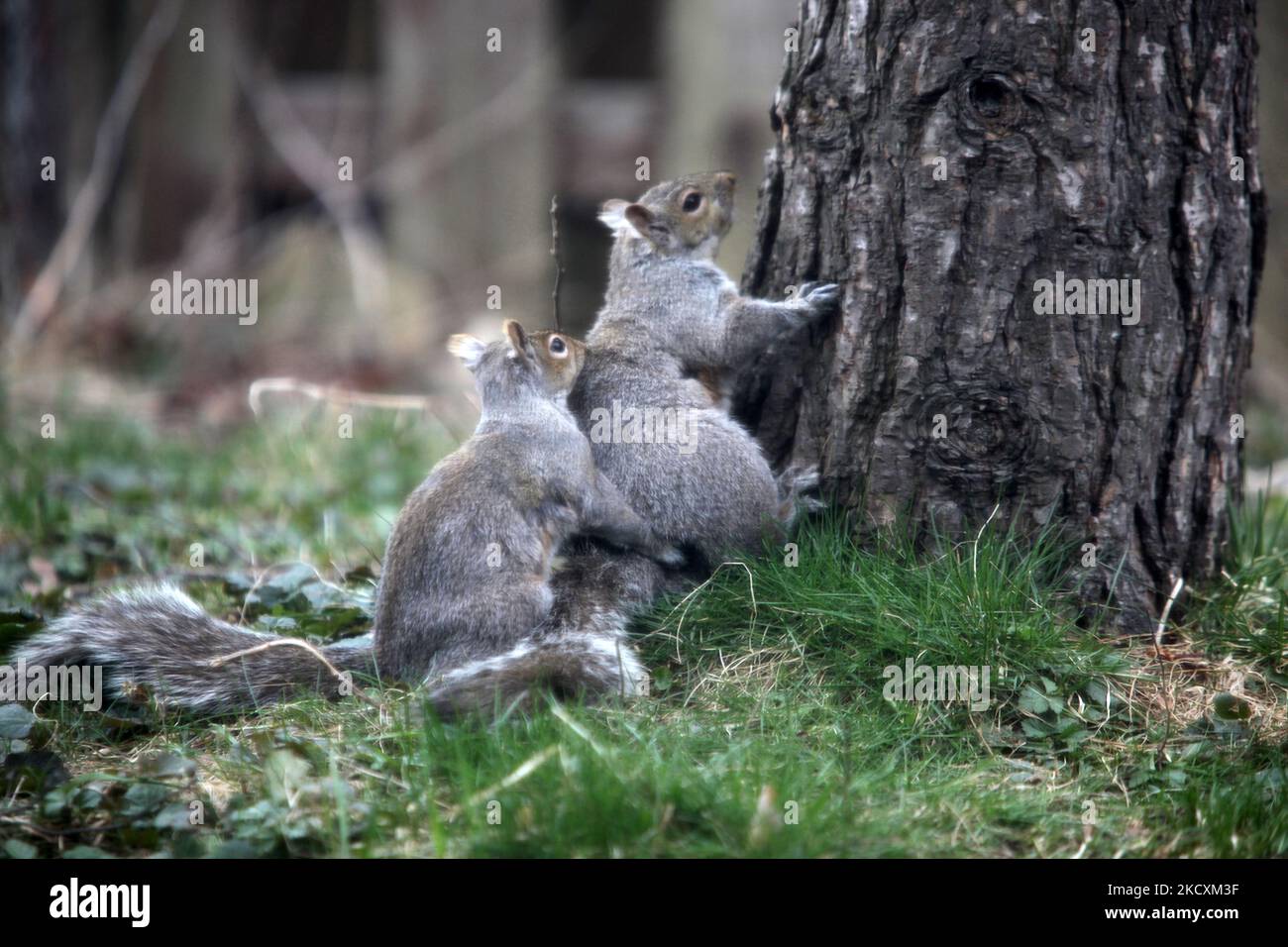 Eastern gray squirrels (Sciurus carolinensis) wrestle before mating in Toronto, Ontario, Canada, on April 18, 2011. (Photo by Creative Touch Imaging Ltd./NurPhoto) Stock Photo