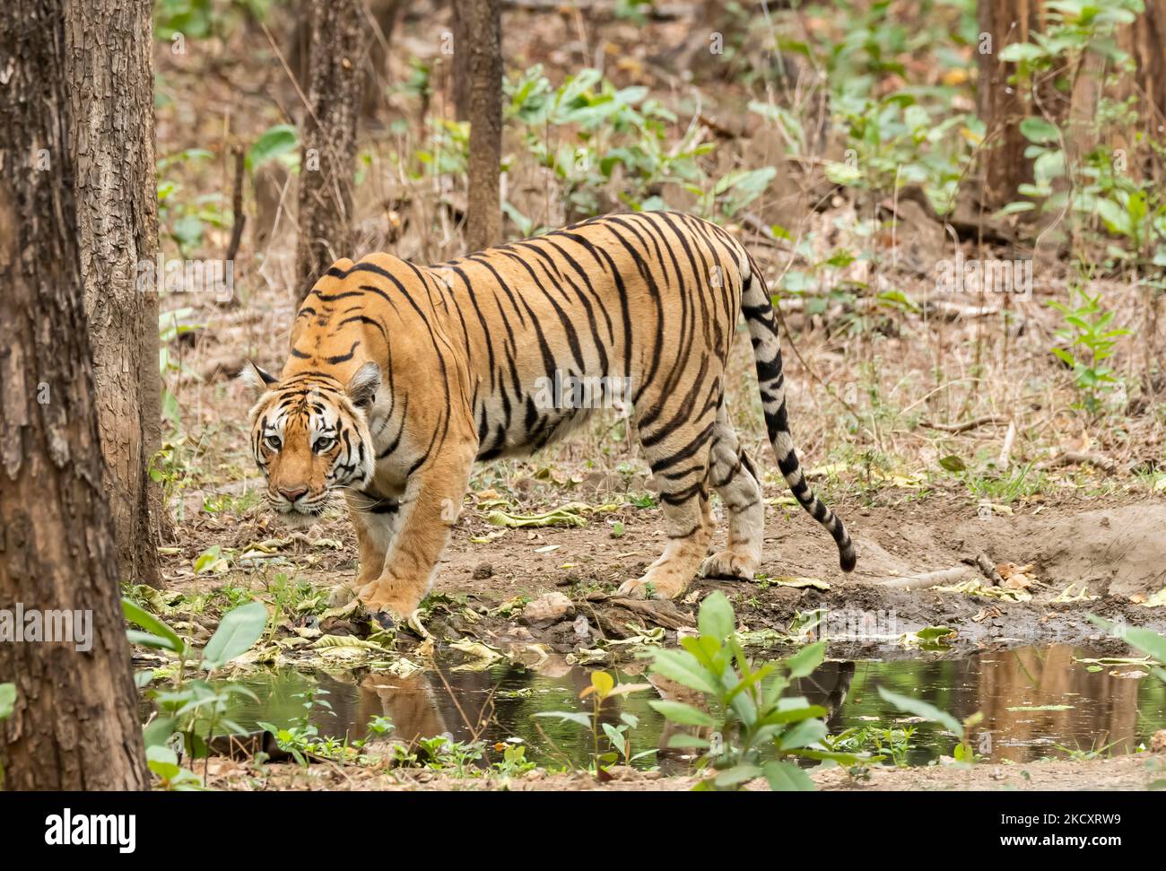 A female tigress walking inside her territory in Pench National Park during a wildlife safari Stock Photo