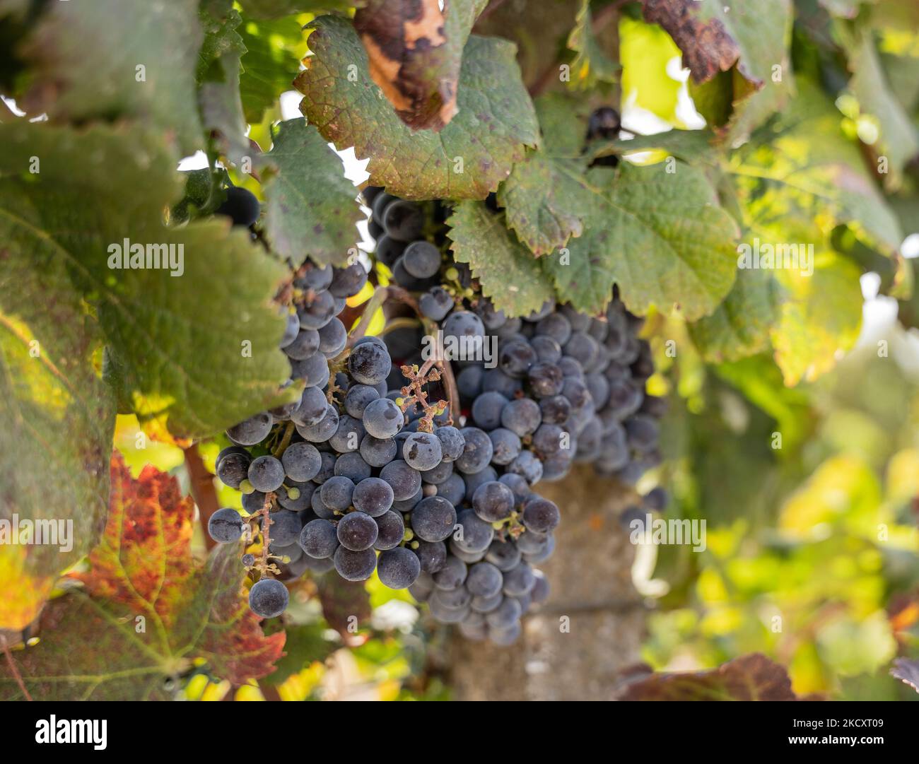Merlot grapes ready for harvest Stock Photo