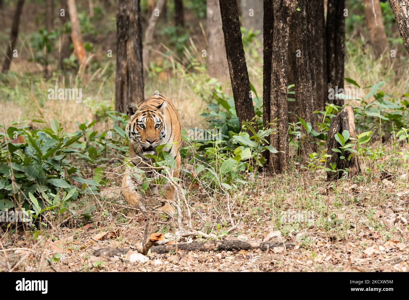 A dominant tigress walking on the safari track inside Pench National Park during a wildlife safari Stock Photo