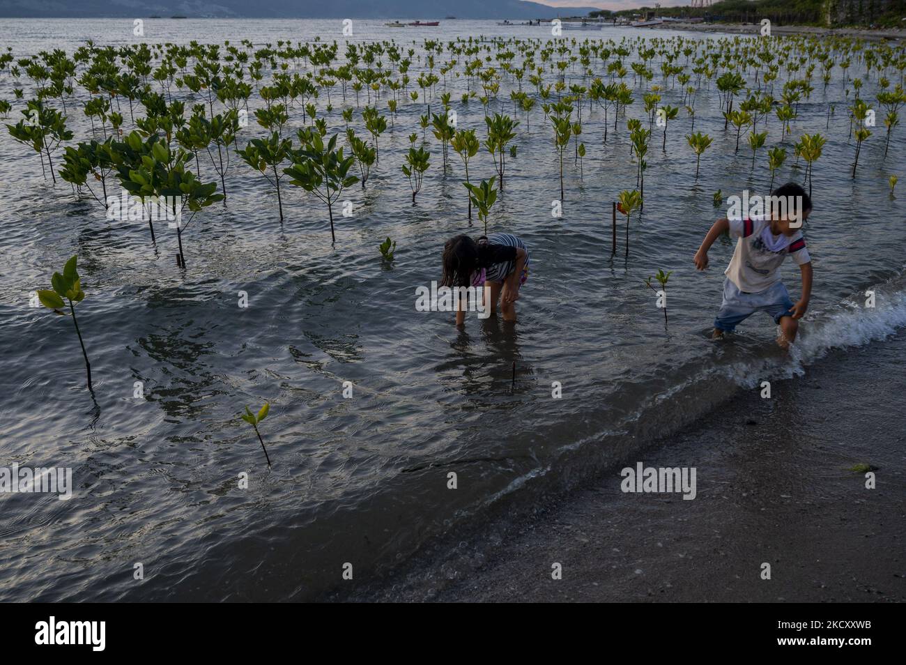 Children play among mangrove trees that are starting to grow as a ...
