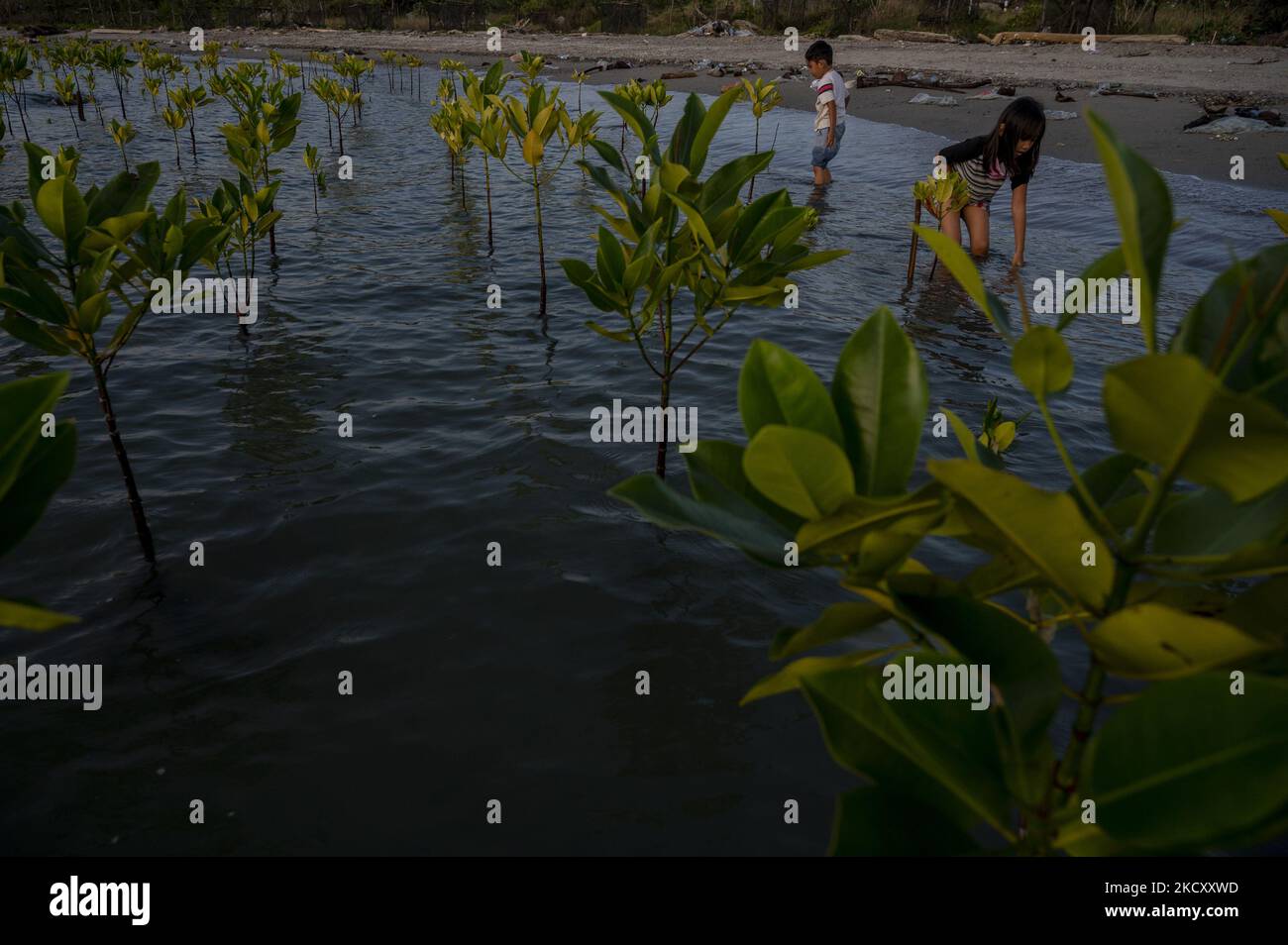 Children play among mangrove trees that are starting to grow as a ...