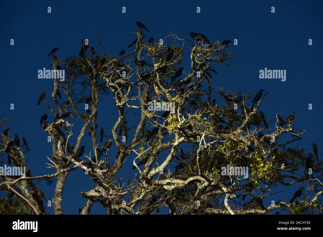 A colony of Mexican grackles seen on a tree in Hunucmá. On Saturday, December 04, 2021, in Hunucmá, Yucatan, Mexico. (Photo by Artur Widak/NurPhoto) Stock Photo