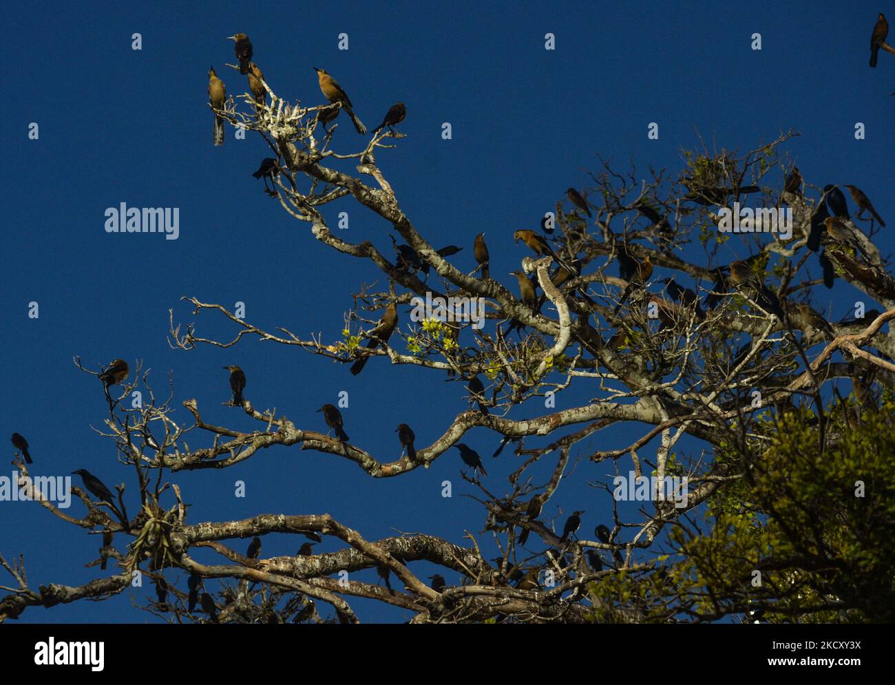 A colony of Mexican grackles seen on a tree in Hunucmá. On Saturday, December 04, 2021, in Hunucmá, Yucatan, Mexico. (Photo by Artur Widak/NurPhoto) Stock Photo