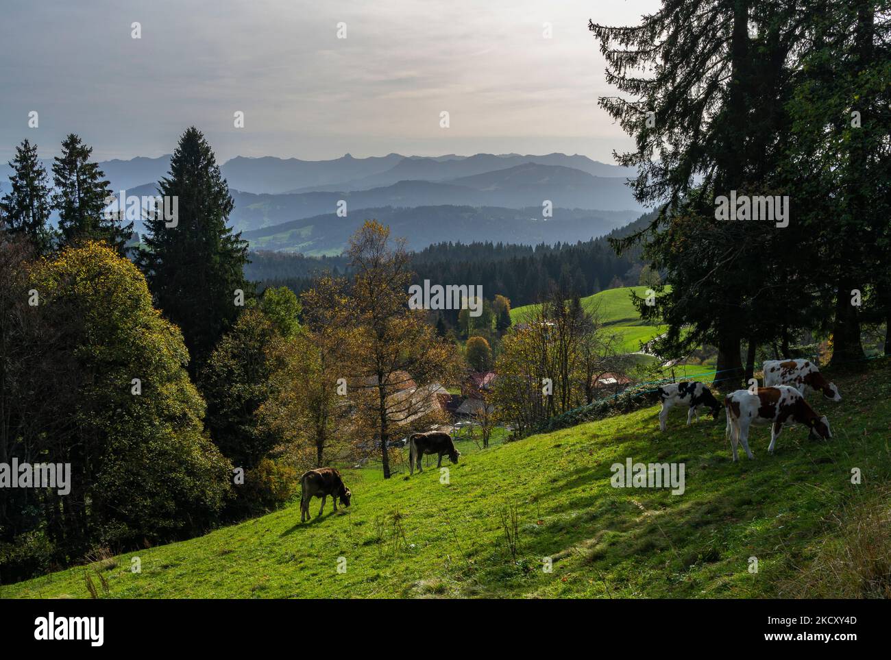 Herbstlicher Panoramablick über den Bregenzerwald mit Kühen auf der Weide, Bauernhäusern und bunten Blättern auf grünen Wiesen, Wälder und Berge Stock Photo