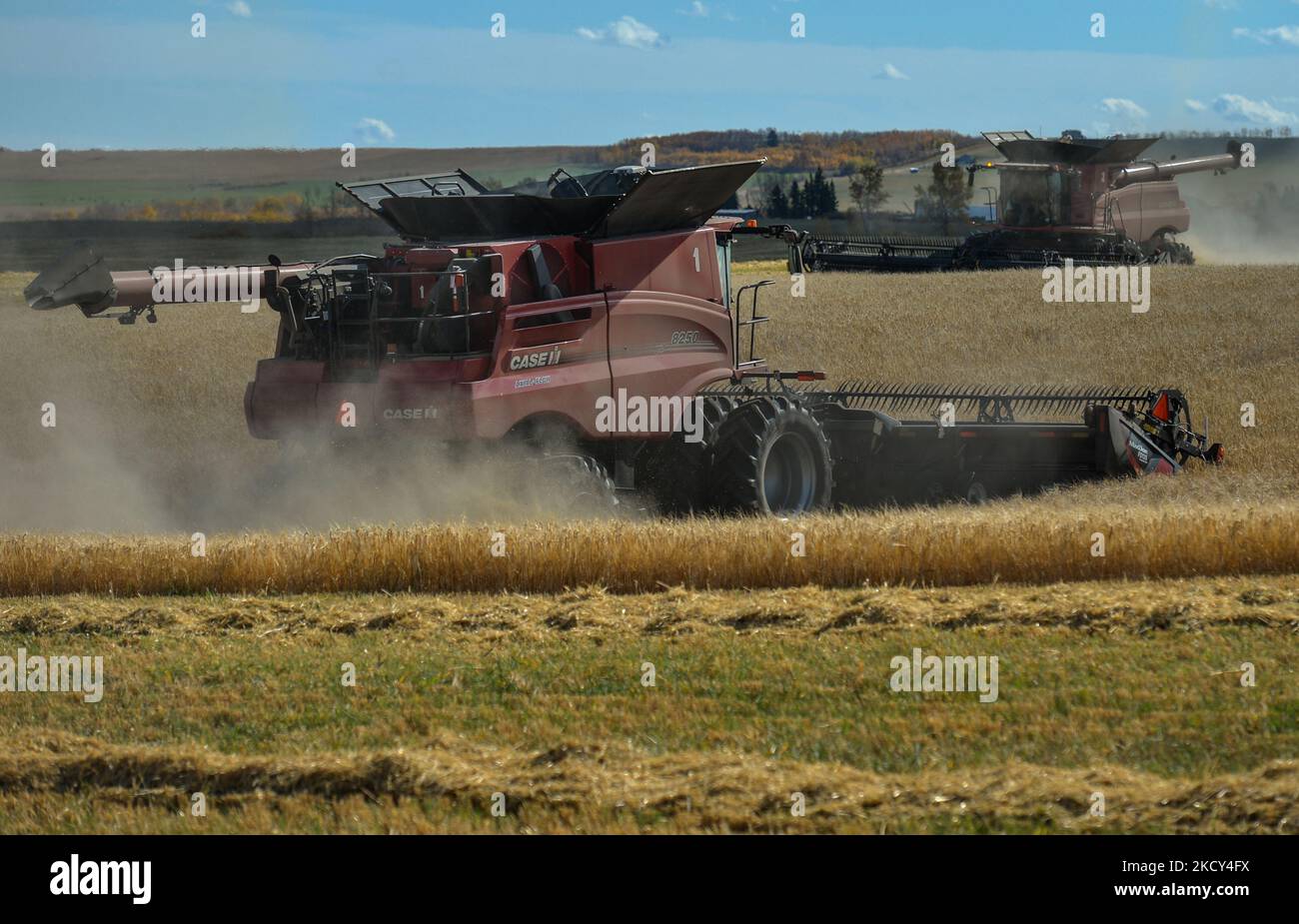 Two combine harvesters are cutting grain in a field near Turner Valley