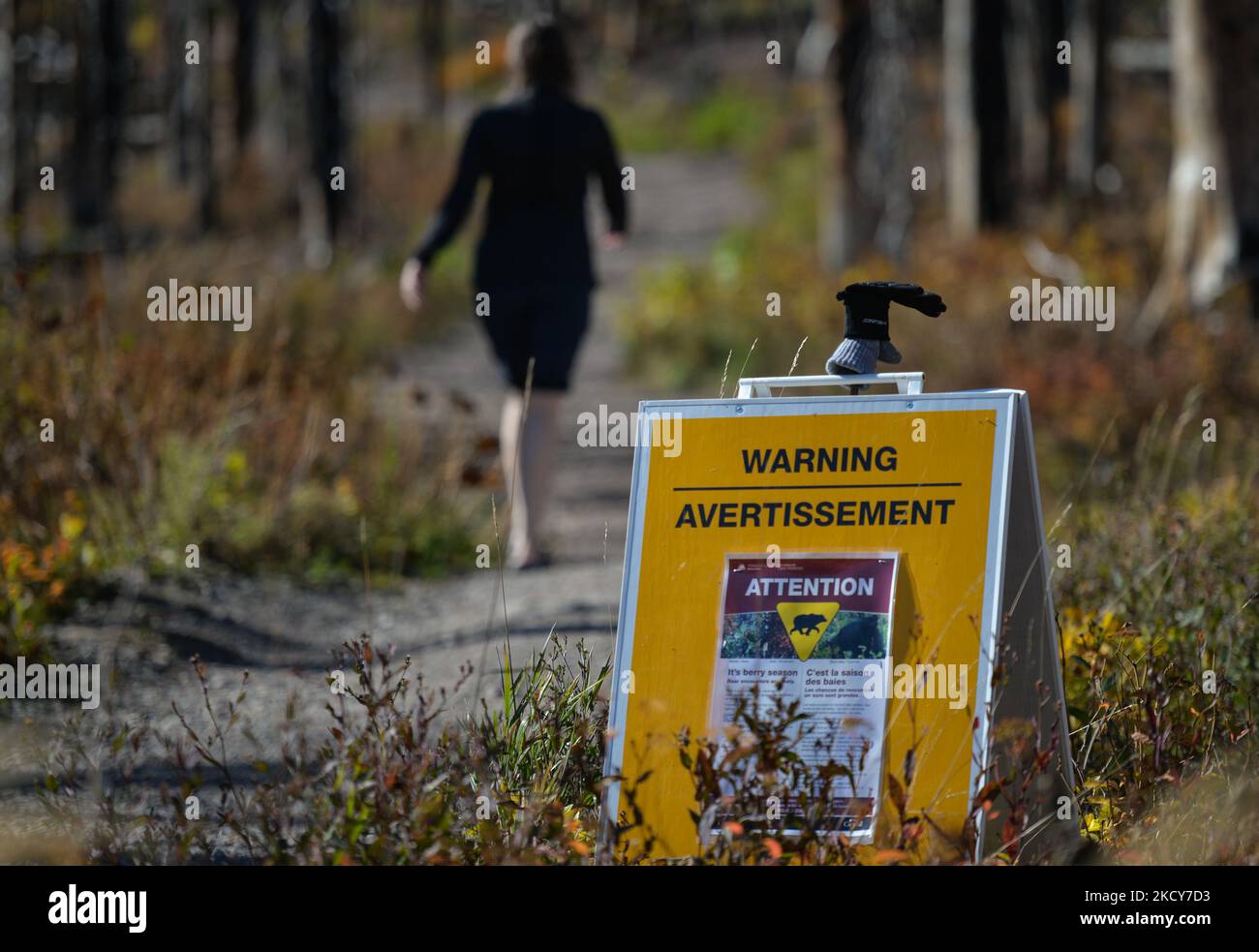 Bear warning sign near Cameron Lake inside Waterton Lakes National Park