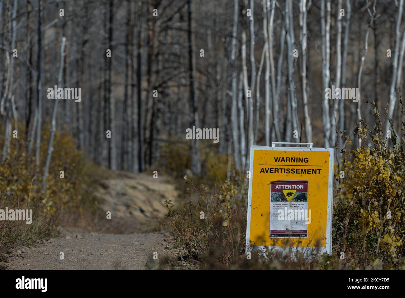 Bear warning sign near Cameron Lake inside Waterton Lakes National Park