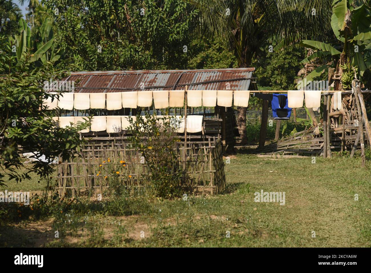 Rubber sheets are hanged to dry, in a village on December 15, 2021 in