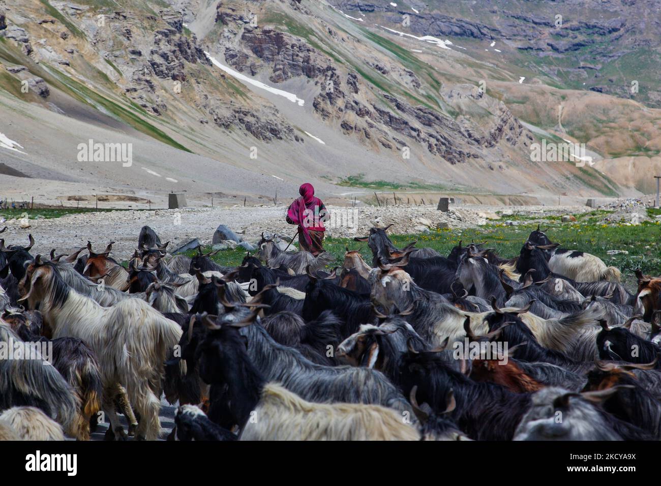 Shepherds lead a large flock of goats and sheep along a mountain road ...