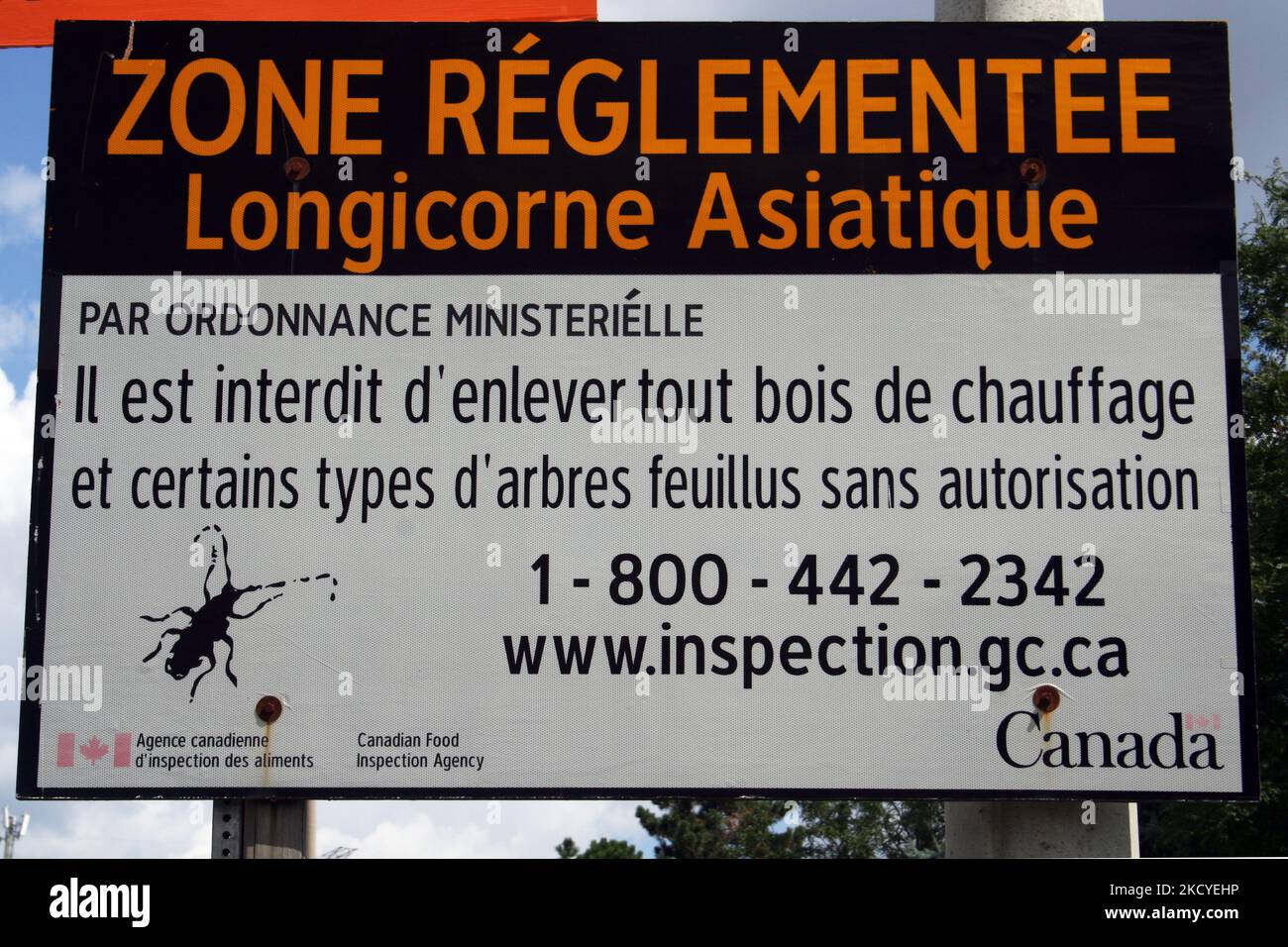 Bug Warning Invasive beetle china hi-res stock photography and images - Alamy