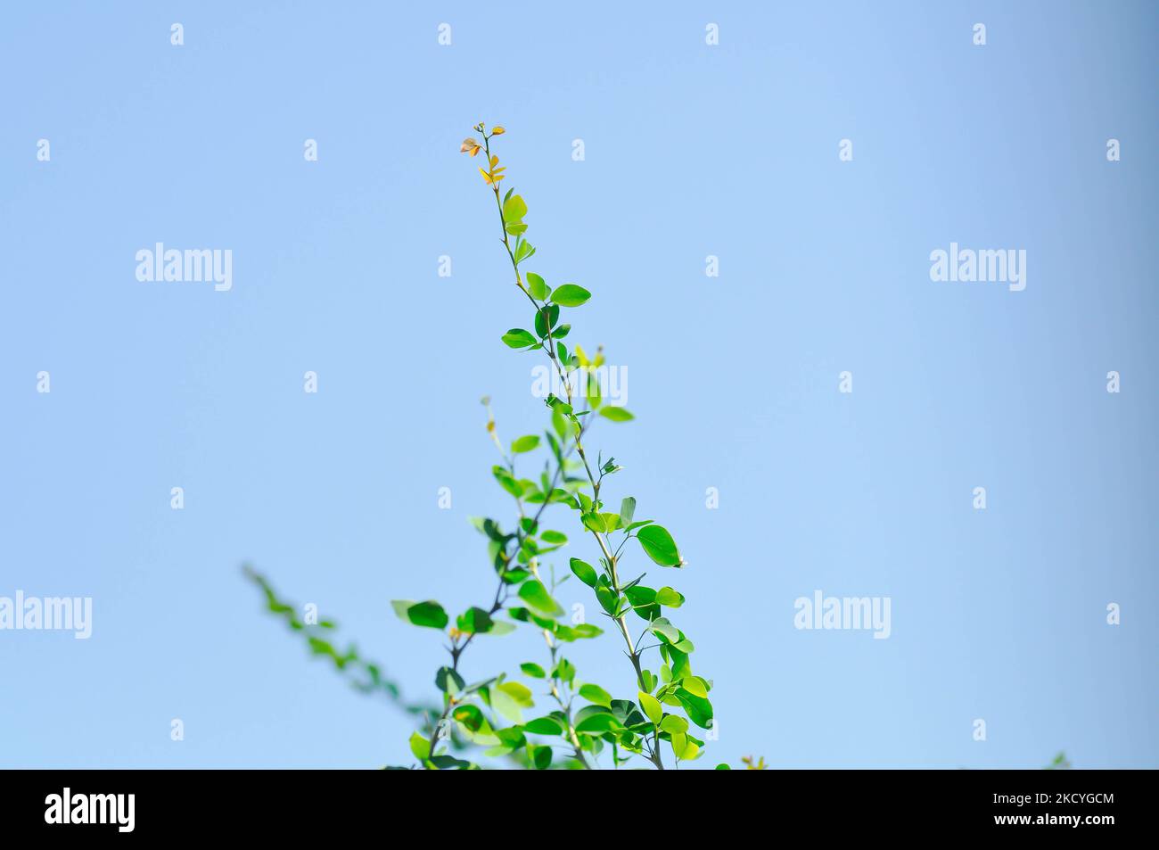 Pithecellobium dulce Roxb Benth,Madras thorn, Manila tamarind, FABACEAE plant and sky background Stock Photo