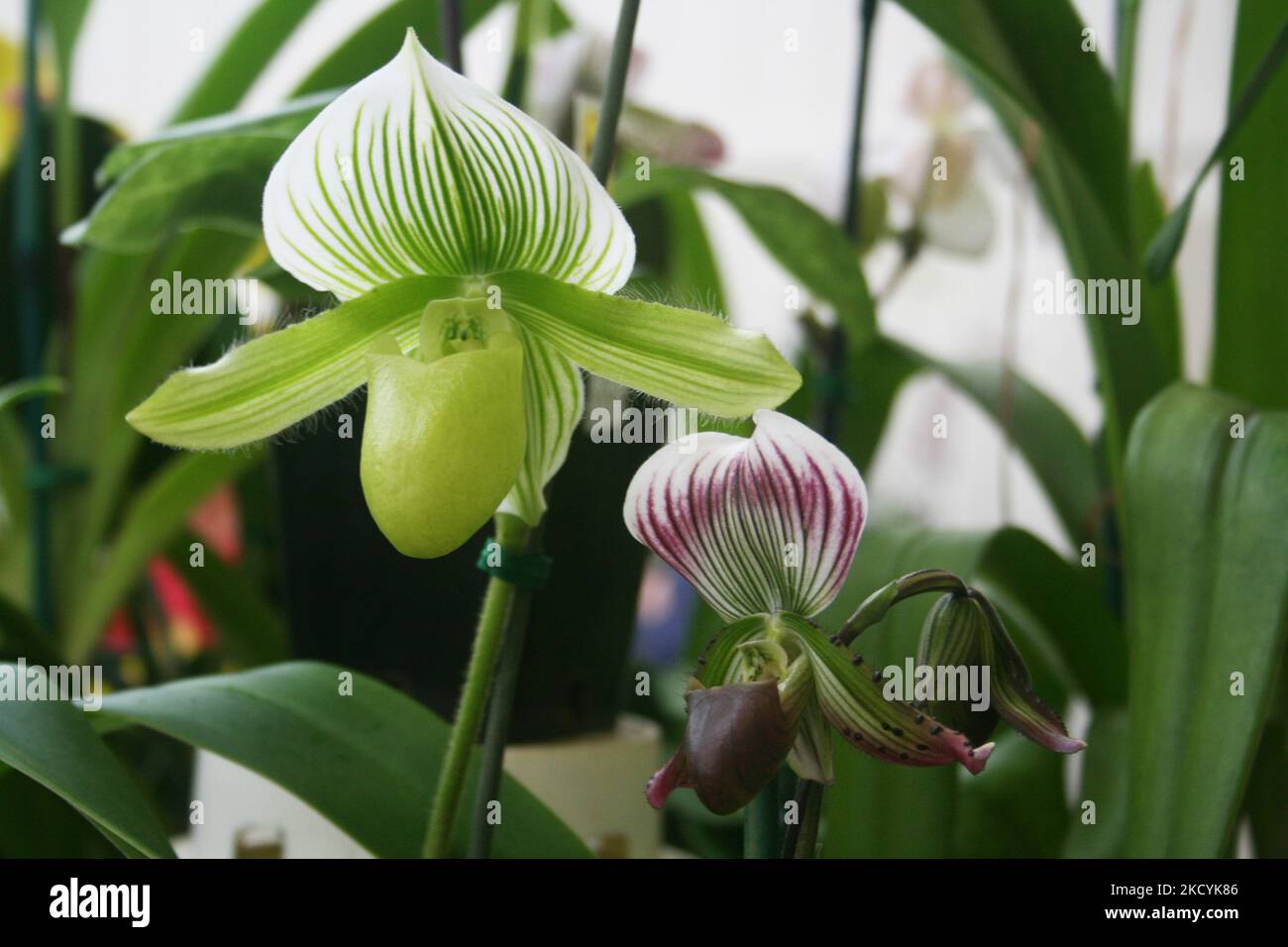 Lady slipper orchids on display at the Akatsuka Orchid Gardens on the Big Island of Hawaii, USA. (Photo by Creative Touch Imaging Ltd./NurPhoto) Stock Photo