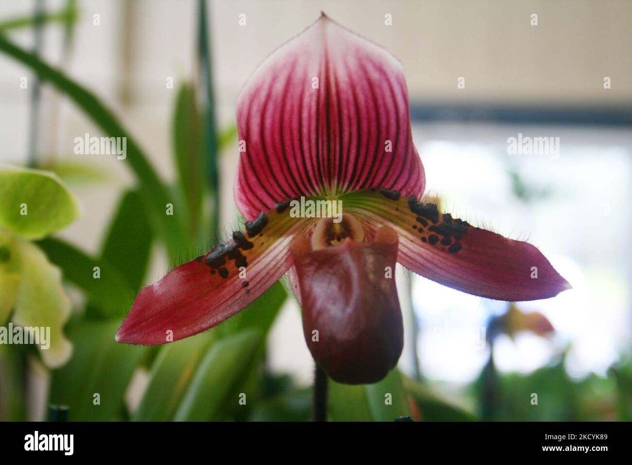 Lady slipper orchidson display at the Akatsuka Orchid Gardens on the Big Island of Hawaii, USA. (Photo by Creative Touch Imaging Ltd./NurPhoto) Stock Photo