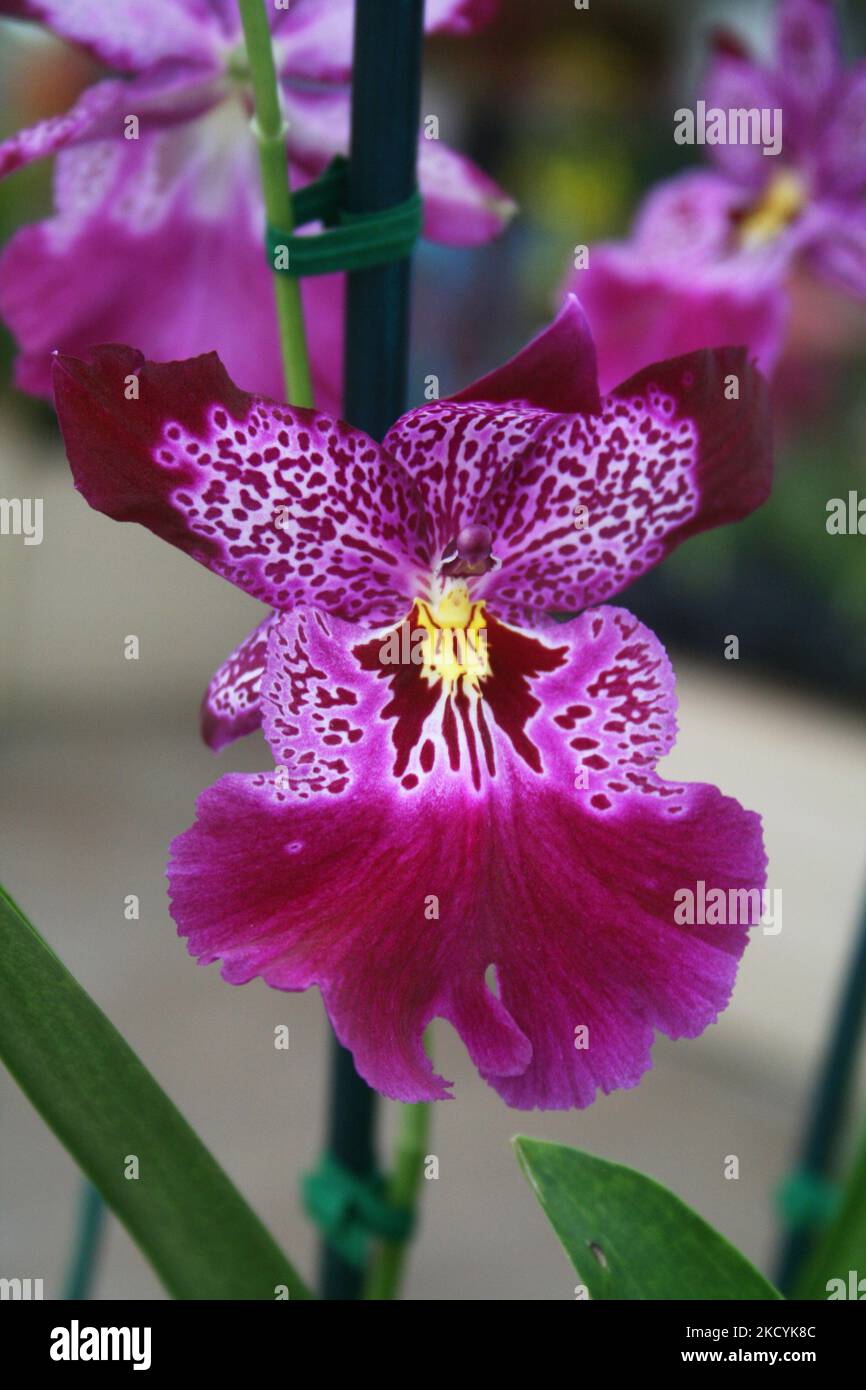 Exotic orchids on display at the Akatsuka Orchid Gardens on the Big Island of Hawaii, USA