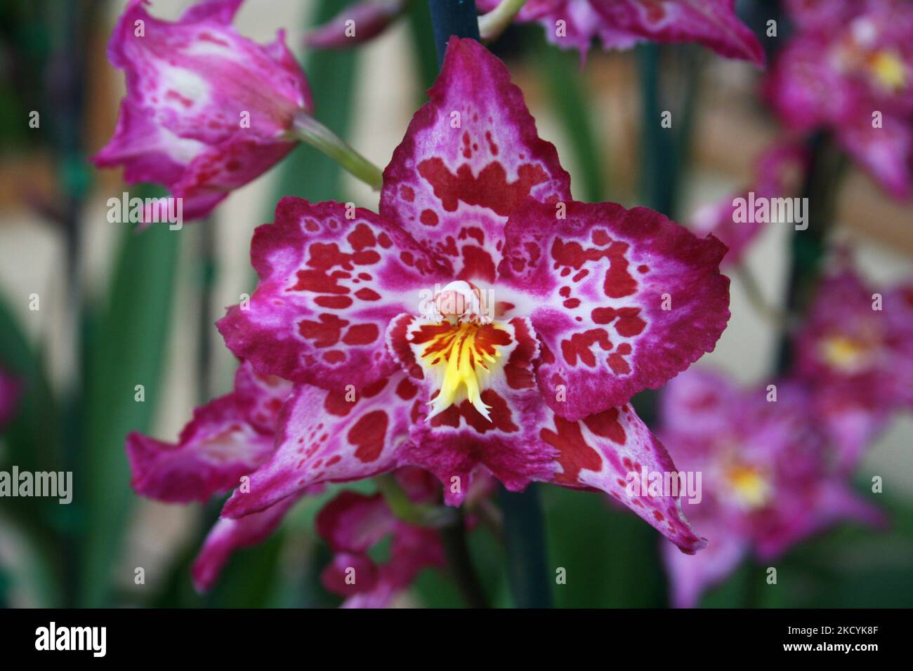 Pretty white orchid pink spots hi-res stock photography and images - Alamy