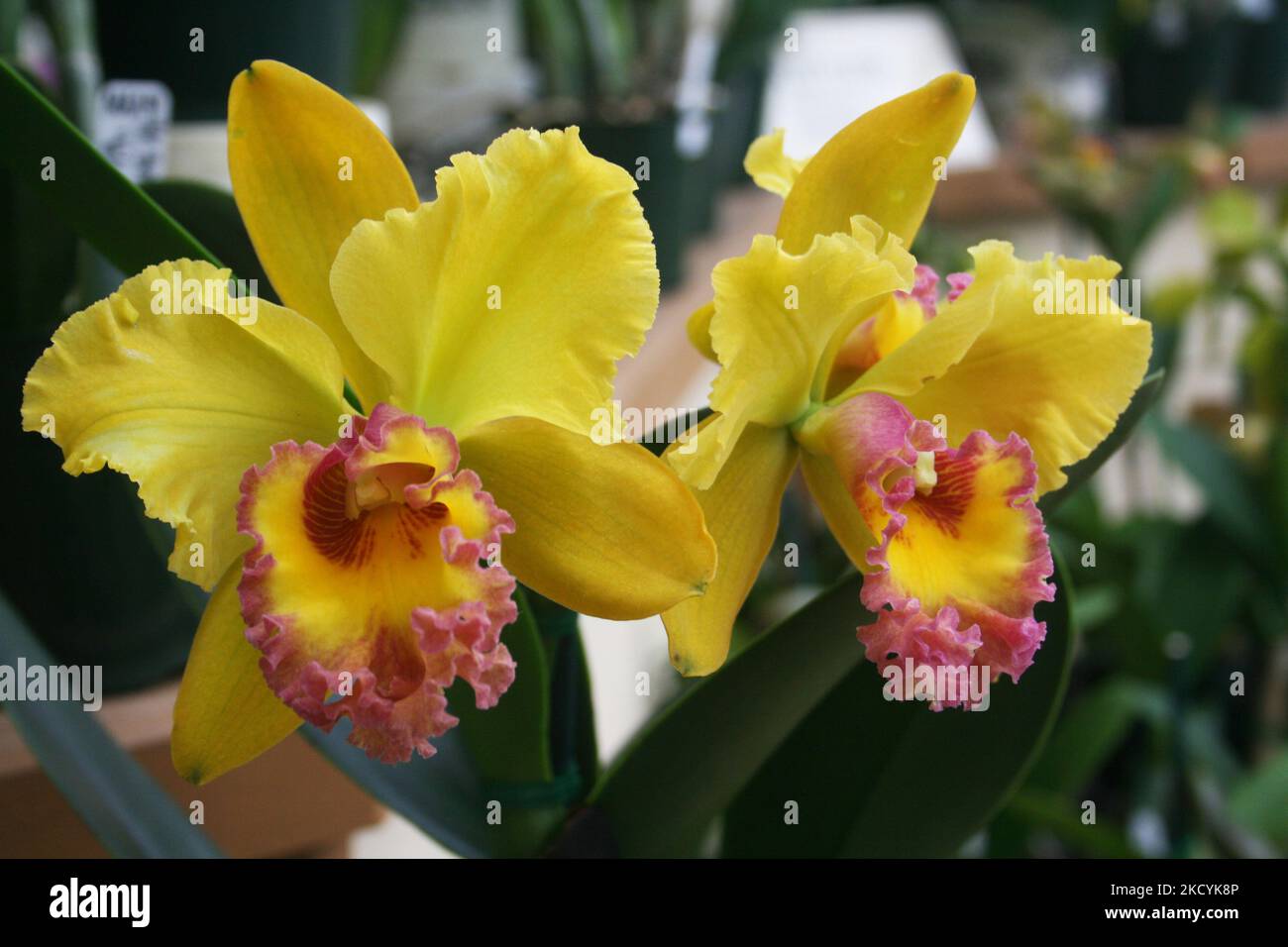 Cluster of stunning orchids hi-res stock photography and images - Alamy