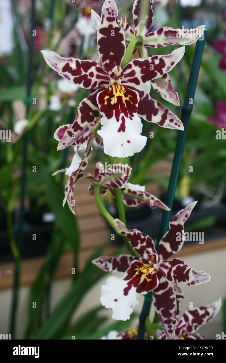Cluster of stunning orchids hi-res stock photography and images - Alamy