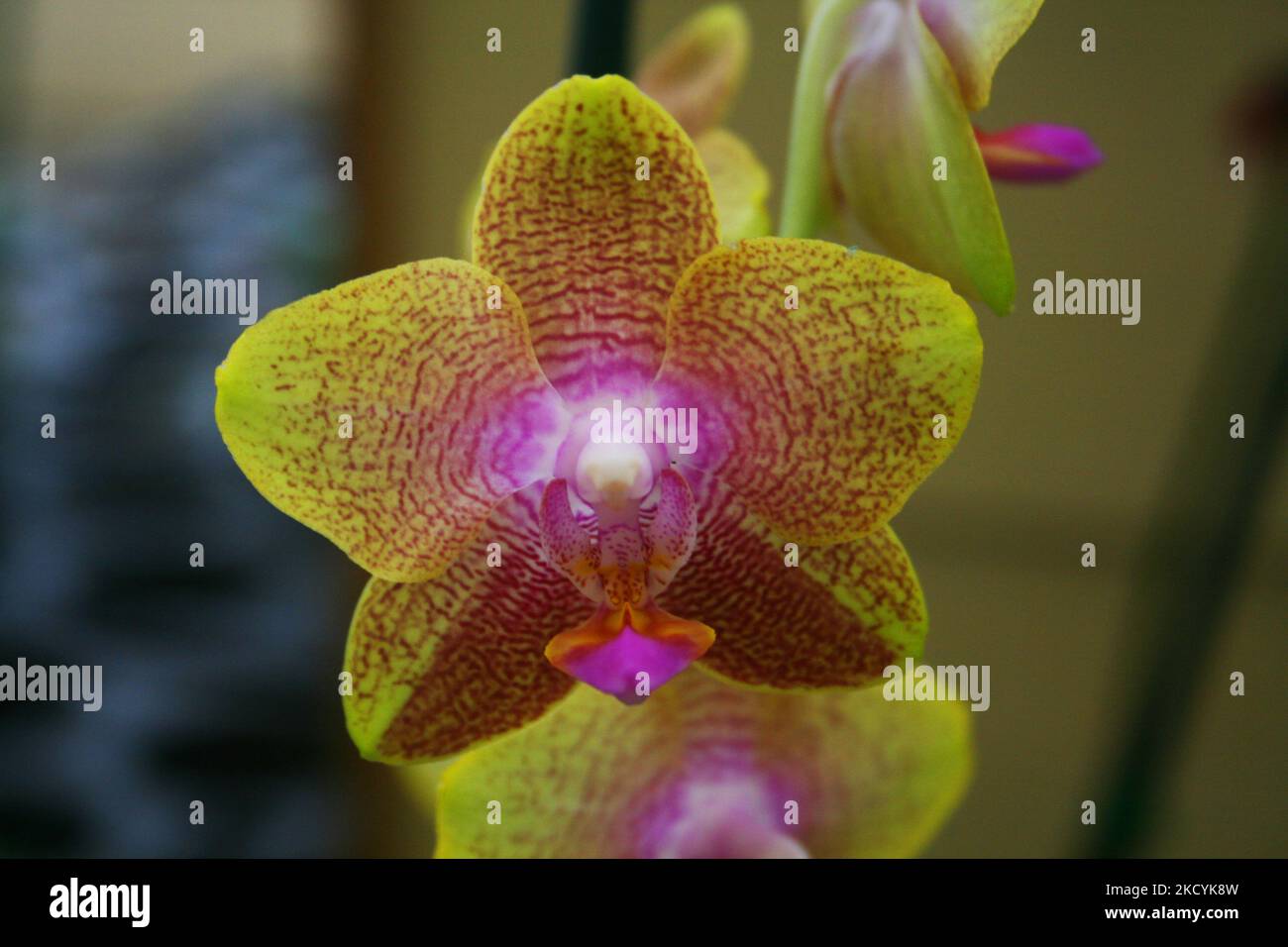 Pretty white orchid pink spots hi-res stock photography and images - Alamy