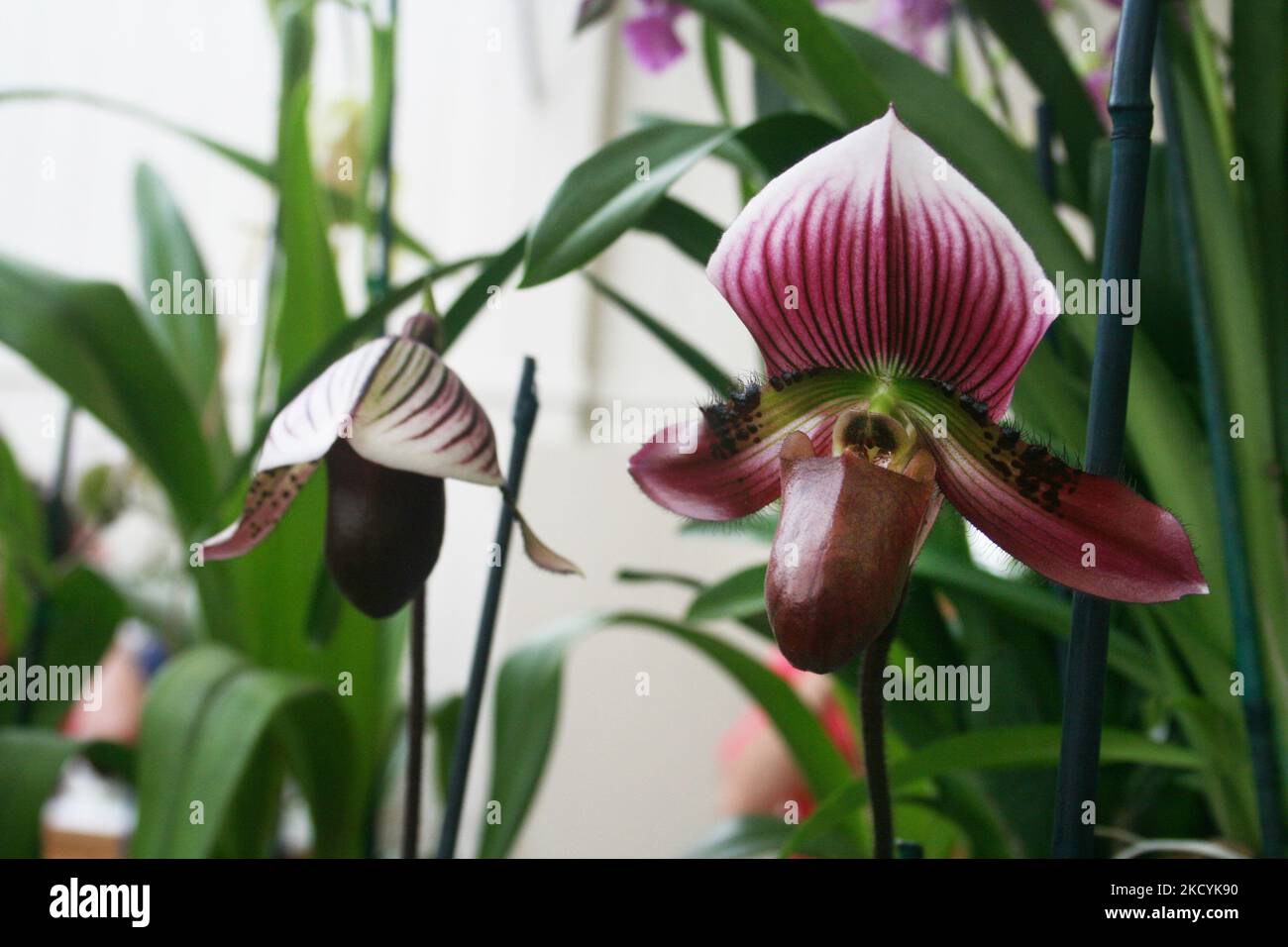 Lady slipper orchids on display at the Akatsuka Orchid Gardens on the Big Island of Hawaii, USA. (Photo by Creative Touch Imaging Ltd./NurPhoto) Stock Photo