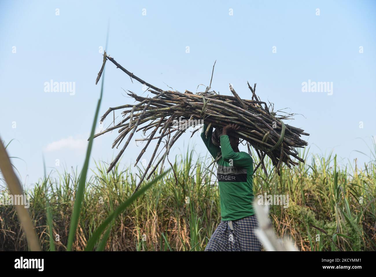 A worker carries sugarcane for the production of Gur (jaggery) in a