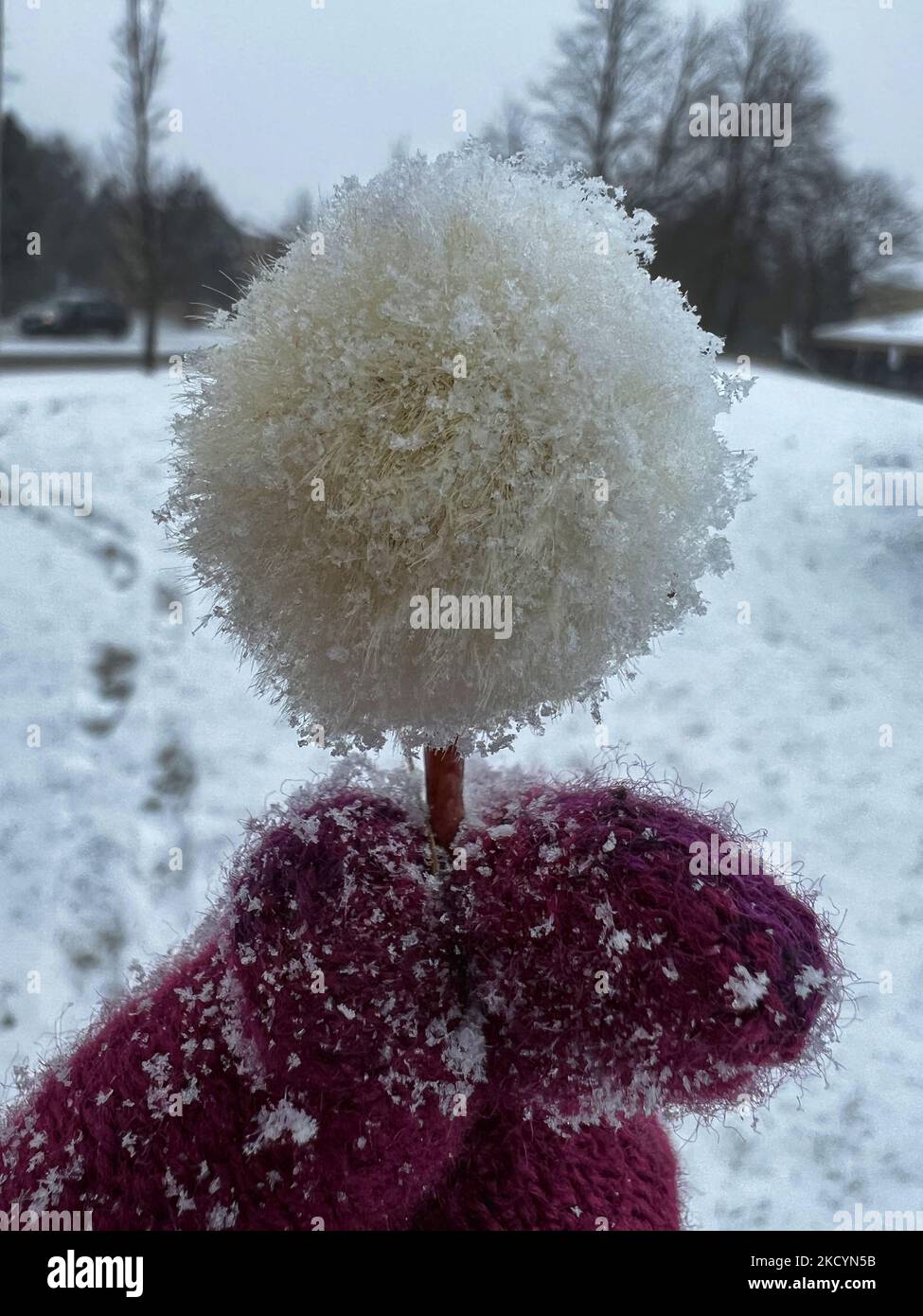 Woman holds a frozen dandelion flower covered with snow as a snowstorm hit Toronto, Ontario, Canada, on January 02, 2022. The storm is expected to drop between 5-10 centimeters of snow across the Greater Toronto Area. (Photo by Creative Touch Imaging Ltd./NurPhoto) Stock Photo
