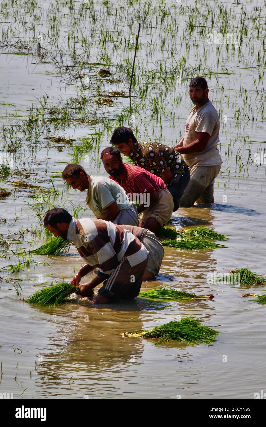 Men planting rice saplings in a rice field in Kashmir, India, on June ...