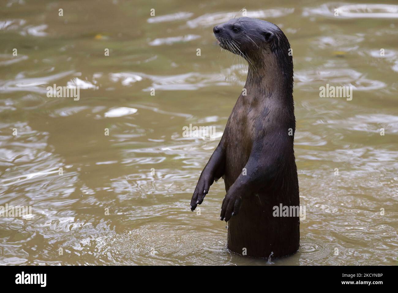 A smooth coated otter stands inside a pond at the Gardens by the Bay on January 3, 2022 in Singapore. (Photo by Suhaimi Abdullah/NurPhoto) Stock Photo