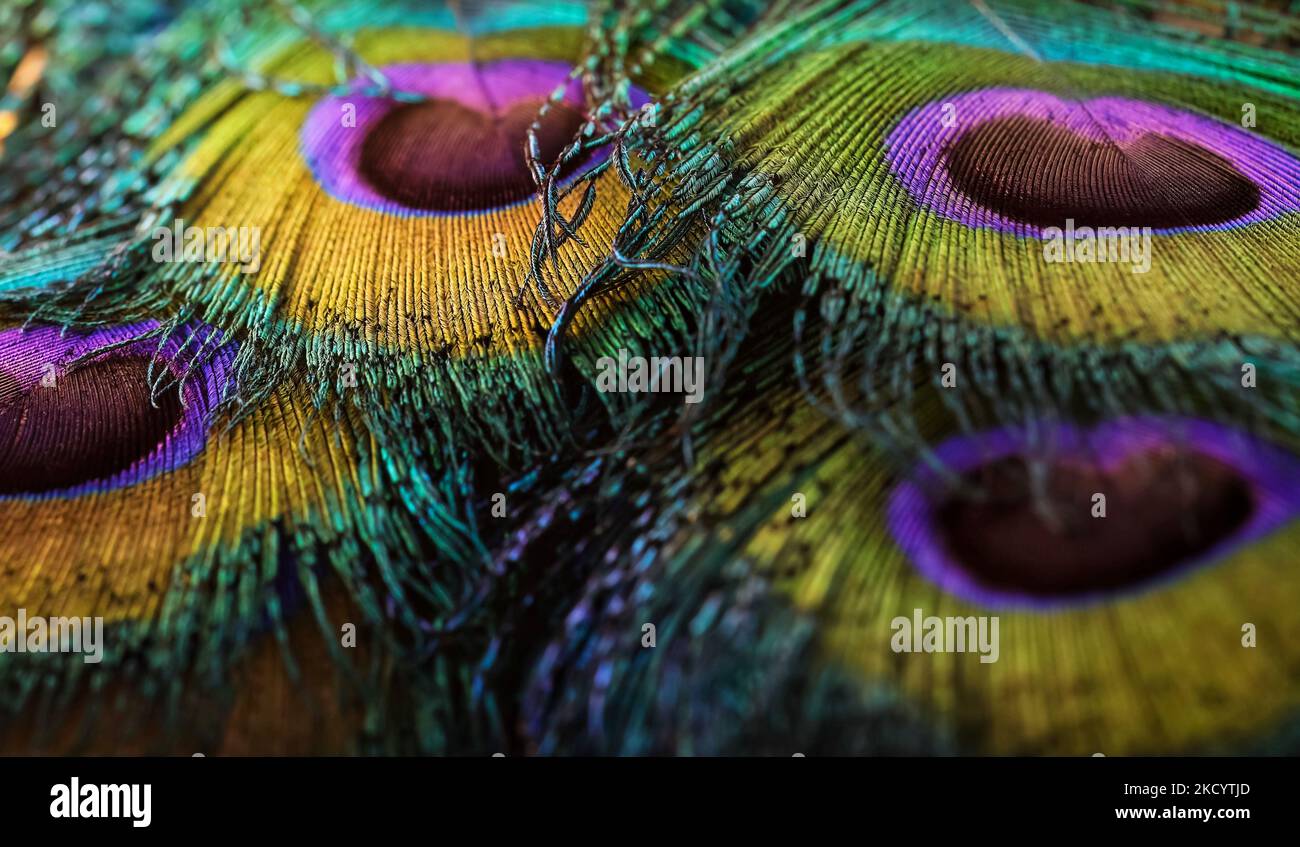 Beautiful peacock feathers texture background. shiny peafowl feathers